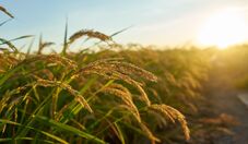 El Niño acende alerta para a cultura do arroz no Brasil