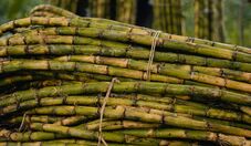 Estudo da Embrapa aprimora cálculo de carbono armazenado na cana-de-açúcar
