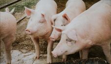 Abate de suínos alcança 15,58 milhões de cabeças no 2 º trimestre de 2026