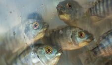 Brasil terá primeira fábrica do mundo de pele de tilápia para tratamento de queimaduras