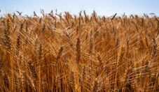Colheita de trigo 2025/26 no Paraná alcança 5% da área, diz Deral