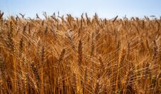 Embrapa orienta produtores como reduzir impactos do El Niño no Sul