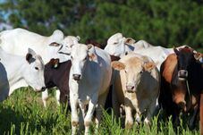Expointer: reconhecida pelo Mapa, certificação da Elanco assegura ao pecuarista condições especiais no Plano Safra
