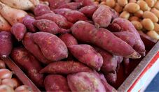 Embrapa lança batata-doce biofortificada durante a Hortitec 2026