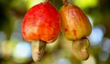 Embrapa inicia distribuição de novo clone de cajueiro