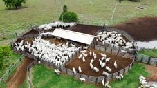 Pecuária: relação de troca no confinamento entre preço da arroba e alimentação do rebanho está favorável ao produtor
