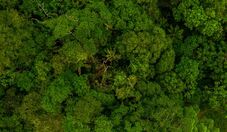 Novo sistema regulamenta recuperação da vegetação nativa brasileira