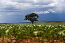 Mercado de carbono pode gerar oportunidades para produtores, destaca FPA