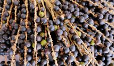 BNDES aprova R$ 116 milhões para projeto agroflorestal com café e açaí em Roraima