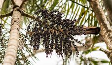 UFPA e Embrapa sequenciam genoma do açaí