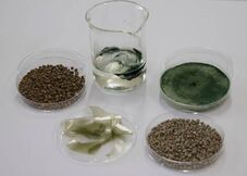 Tecnologia integra fertilizante mineral e biológico em uma única formulação
