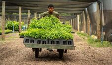 BNDES amplia ProFloresta+ visando capturar 19 milhões de toneladas de CO₂