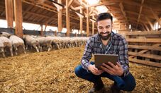 Big Data na pecuária: como melhorar a produtividade com tecnologia