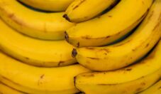 Yara e Bananas Corrêa iniciam projeto para descarbonizar produção de banana