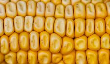 Governo sanciona lei que permite compra de alimentos por até 25% acima do preço mínimo