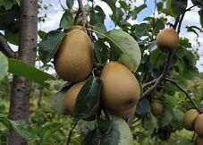 Embrapa apresenta nova cultivar de pera adaptada ao Sul do Brasil