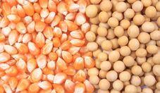 Milho de segunda safra eleva produtividade, resiliência e performance econômica da soja em cultivo sequencial