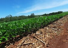 Manejo adequado pode reduzir impactos do El Niño sobre a nova safra de soja