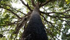 Fundo Amazônia destina R$ 34,6 mi para produção agroecológica