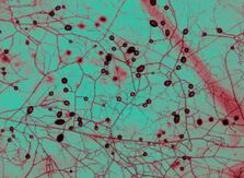 Fungos podem restaurar terras degradadas e combater crise climática