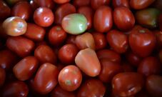 Produção de tomate de inverno em São Paulo deve cair 1,9% na safra 2025/26
