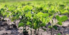Plantio da soja em MT atinge 3,87% da área prevista