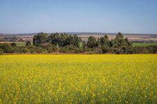 Canola desponta como matéria-prima para fabricação de biodiesel