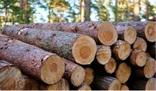 Produção brasileira de celulose bate recorde de 29,4 milhões de toneladas em 2025