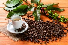 Cafeicultura cresce em MT e tem novo arranque no RJ
