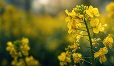 Rio Grande do Sul inicia colheita de canola e carinata