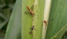 Mosca-sirfídeo ajuda a controlar pulgão em lavouras de sorgo de Minas Gerais