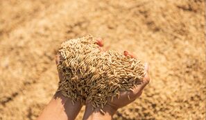 Conab comprará até R$ 500 milhões em arroz para formação de estoques públicos