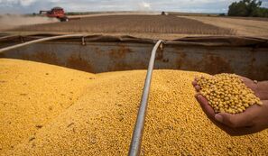 Paraná: plantio da safra 2026/27 de soja chega a 39% da área projetada