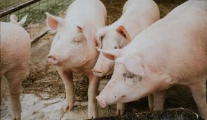 ABPA busca ampliar exportações de carne suína para o Japão