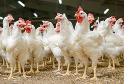 Auditoria da União Europeia considera eficaz o controle brasileiro sobre antimicrobianos nas cadeias de aves e mel