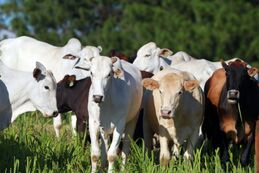 Pecuária responde por um terço do abastecimento global de proteínas, mostra estudo da FAO
