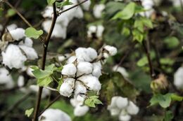 MT encerra colheita do algodão com produção estimada em 6,67 milhões de toneladas
