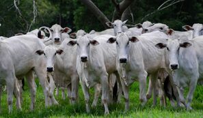 Abate de bovinos, suínos e frango cresceram no 2º trimestre deste ano