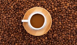 Café: colheita da safra 2026/27 alcança 97,3% entre os cooperados da Cooxupé