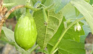 Cultivo de jiló: como plantar, produzir e colher