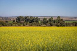 Canola desponta como matéria-prima para fabricação de biodiesel
