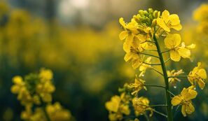 Rio Grande do Sul inicia colheita de canola e carinata