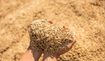 Novo leilão da Conab vai negociar mais de 127 mil toneladas de arroz