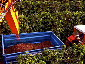 Colheita de café na área de atuação da Cooxupé alcança 91,9%