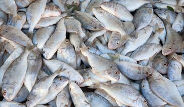 Cenário de tarifas dos EUA para pescados é incerto para 2027, diz Abipesca