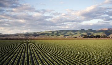 Terras agrícolas registram retorno médio anual de 11,2%