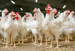 Auditoria da União Europeia considera eficaz o controle brasileiro sobre antimicrobianos nas cadeias de aves e mel