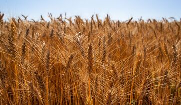 Abitrigo estima que demanda nacional pelo cereal pode chegar a 9 milhões de toneladas
