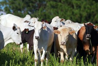 Expointer: reconhecida pelo Mapa, certificação da Elanco assegura ao pecuarista condições especiais no Plano Safra