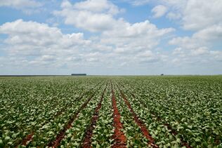 Valor da produção agrícola cresce 18,4% e chega a R$ 927,2 bilhões
